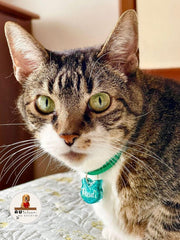 Tag Gatinho Verde Esmeralda - Autelier do Rocky